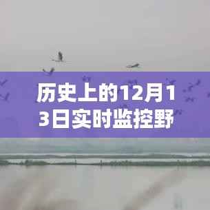 12月13日野生动物实时监控视频的历史回眸及其影响