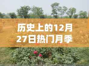 历史上的12月27日热门月季推荐,选购与养护指南全解析