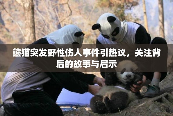 熊猫突发野性伤人事件引热议,关注背后的故事与启示