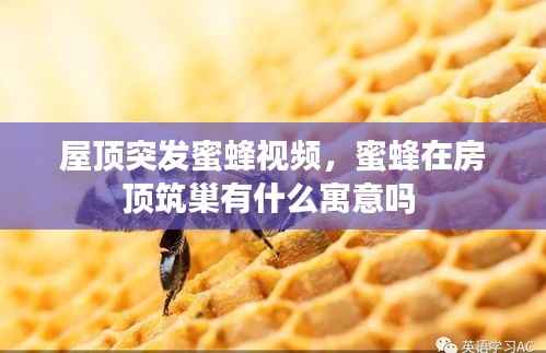 屋顶突发蜜蜂视频,蜜蜂在房顶筑巢有什么寓意吗