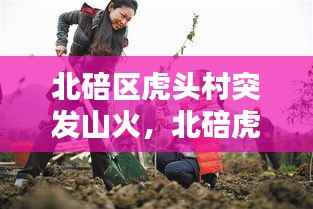 北碚区虎头村突发山火,北碚虎头山林果园怎么样