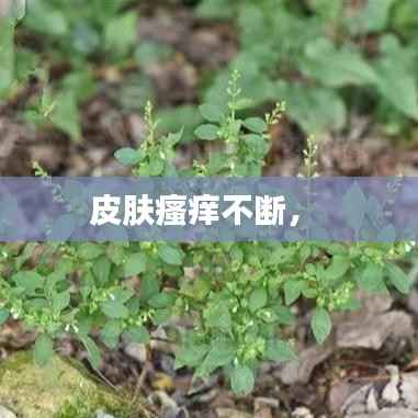 皮肤瘙痒不断,