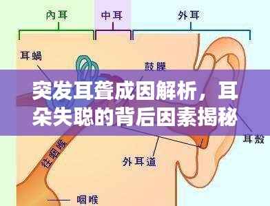 突发耳聋成因解析,耳朵失聪的背后因素揭秘