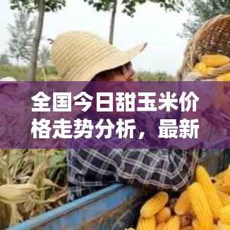 全国今日甜玉米价格走势分析,最新行情概览