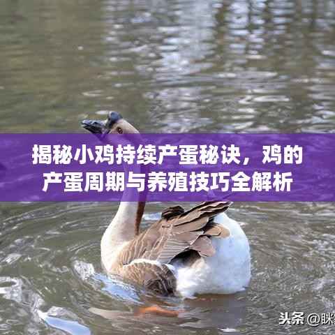 揭秘小鸡持续产蛋秘诀，鸡的产蛋周期与养殖技巧全解析