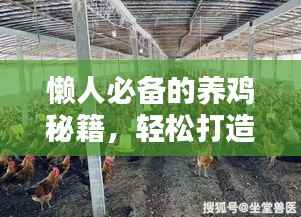 懒人必备的养鸡秘籍,轻松打造鸡舍小天地(最新攻略)